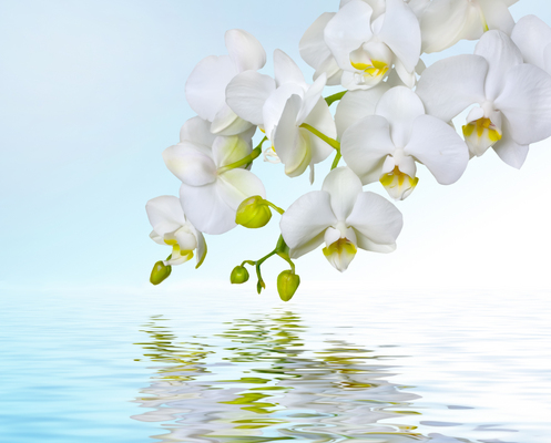 Product picture White orchids reflecting in water
