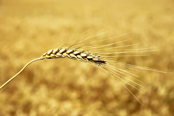 Product picture golden wheat ear. south Ukraine